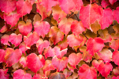 秋冬季节墙上红色的爬山虎