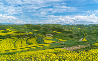 中国甘肃省甘南州卓尼油菜花风光