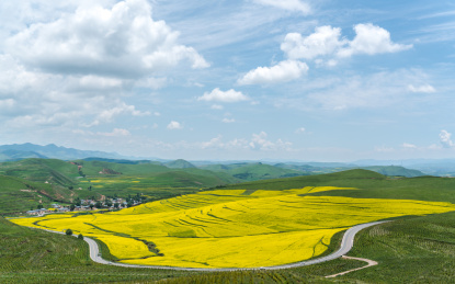 中国甘肃省甘南州卓尼油菜花风光