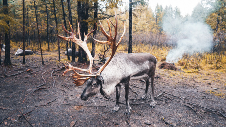 内蒙古敖鲁古雅的驯鹿