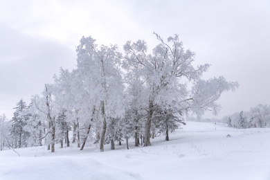 中国黑龙江雪乡羊草山上的雾凇景象