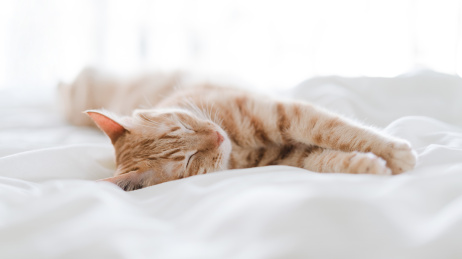 一只橘猫在床上睡觉