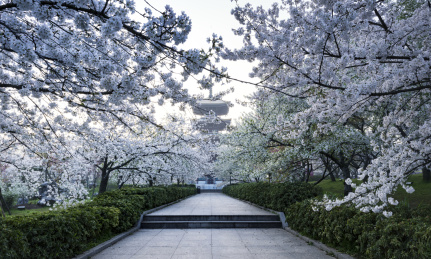 中国湖北武汉东湖磨山樱园