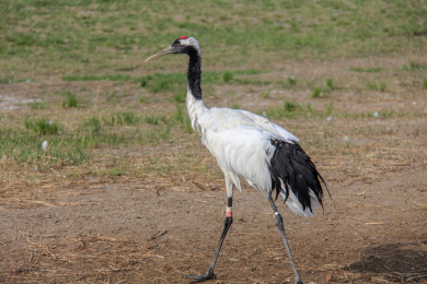 黑龙江齐齐哈尔扎龙自然保护区丹顶鹤