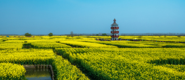 中国江苏泰州兴化垛田春天盛开的油菜花