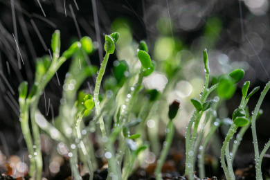 一盆发芽不久的小绿植