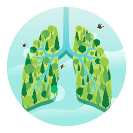 树木组成的肺