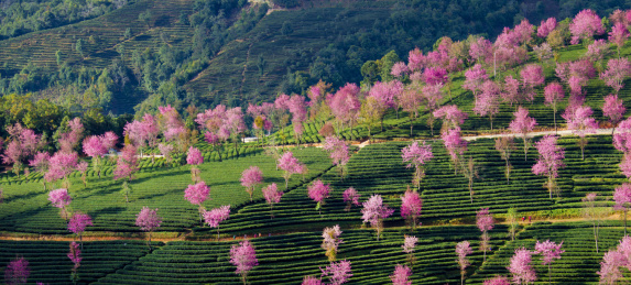 云南普洱景东无量山风光