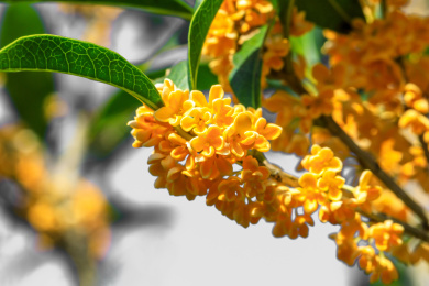 秋天田园里盛开的桂花