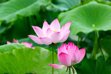 中国福建省福州市金山公园的荷花