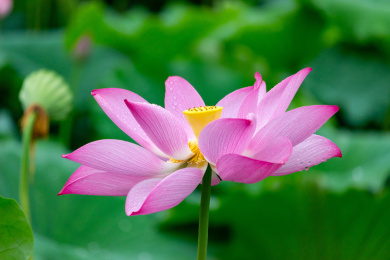 中国福建省福州市金山公园的荷花