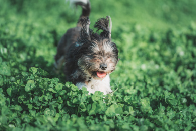 一条黑白色毛发的宠物狗在草地上玩耍
