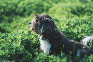 一条黑白色毛发的宠物狗在草地上玩耍