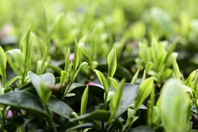 春天的茶叶