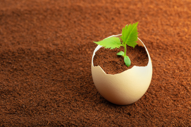 土壤鸡蛋壳植物春天嫩芽叶片