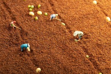 在土壤里种植黄豆绿豆的小人