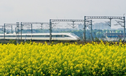 油菜花前的高铁列车