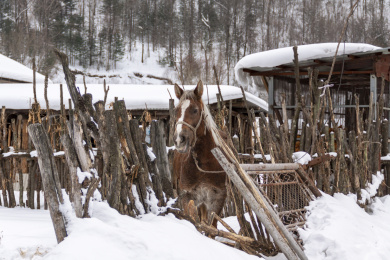 中国五常雪谷篱笆前的一匹马