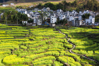 安徽省宣城市绩溪县家朋乡油菜花