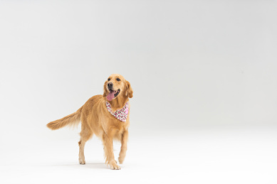 行走中的金毛犬