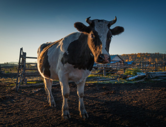 蓝天下户外草原牧场上吃草的牛群
