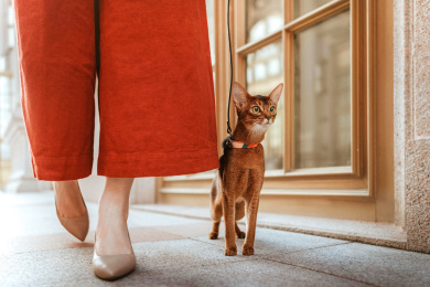 穿高跟鞋的女人在商场遛猫