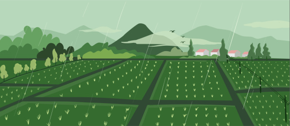 清明节雨天的田野
