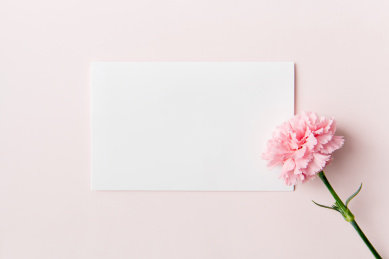 粉色背景上的康乃馨和空白卡片