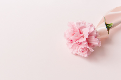 粉色背景上的康乃馨