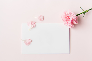 粉色背景上的康乃馨和空白卡片