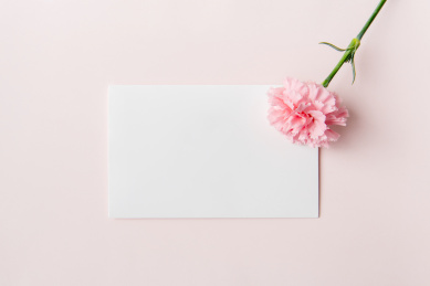 粉色背景上的康乃馨和空白卡片