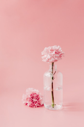 粉色背景上插在透明花瓶里的康乃馨