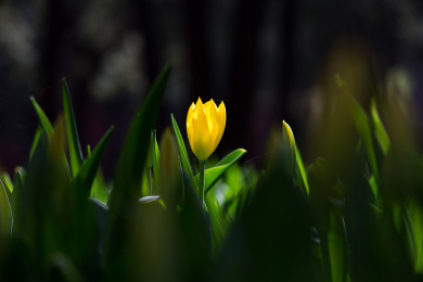 春天里公园盛开的郁金香