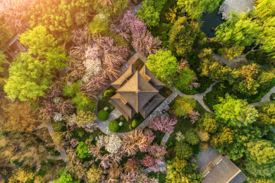 航拍西安青龙寺樱花盛开