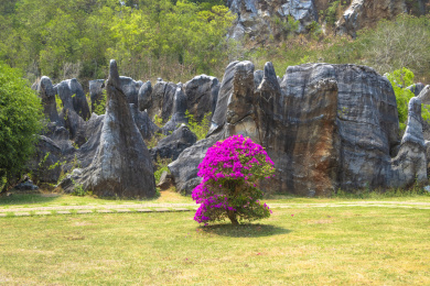 中国海南儋州石花水洞景区的鲜花与石林