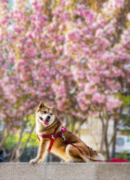 北京春天阳光下一只柴犬狗狗在樱花树下