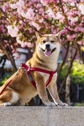 北京春天阳光下一只柴犬狗狗在樱花树下