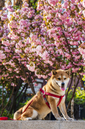 春天阳光下樱花树下一只柴犬狗狗在玩耍