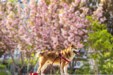 春天阳光下樱花树下一只柴犬狗狗在玩耍