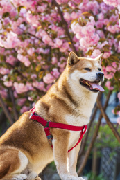 春天阳光下樱花树下一只柴犬狗狗在玩耍