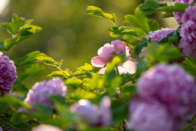盛开的浅紫色牡丹花