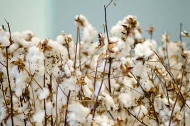 许多长在枝上的棉花