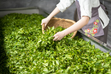 一双女性的手在制作茶叶