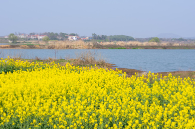 湖北黄石沼山森林公园春季风光