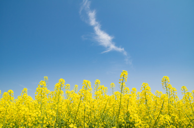 湖北黄石沼山森林公园春季风光