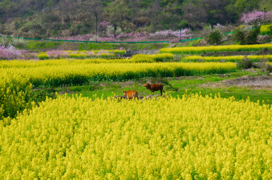 湖北黄石沼山森林公园春季风光