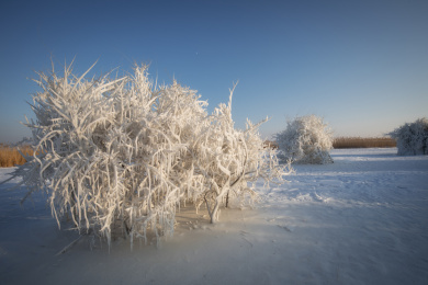 齐齐哈尔扎龙丹顶鹤保护湿地