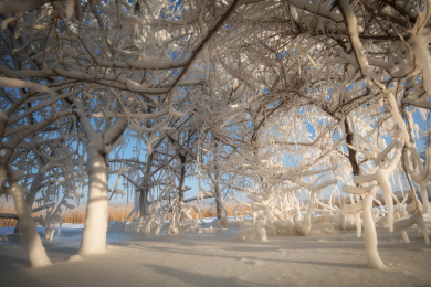 齐齐哈尔扎龙丹顶鹤保护湿地