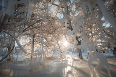 齐齐哈尔扎龙丹顶鹤保护湿地