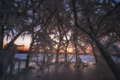 齐齐哈尔扎龙丹顶鹤保护湿地